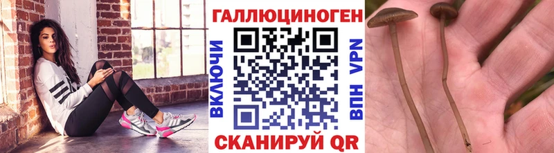 Псилоцибиновые грибы Cubensis Купить закладки Жуков